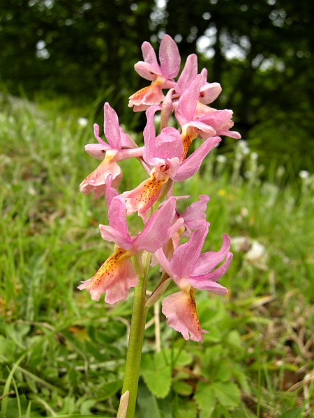 Orchis colemanii - variazioni cromatiche